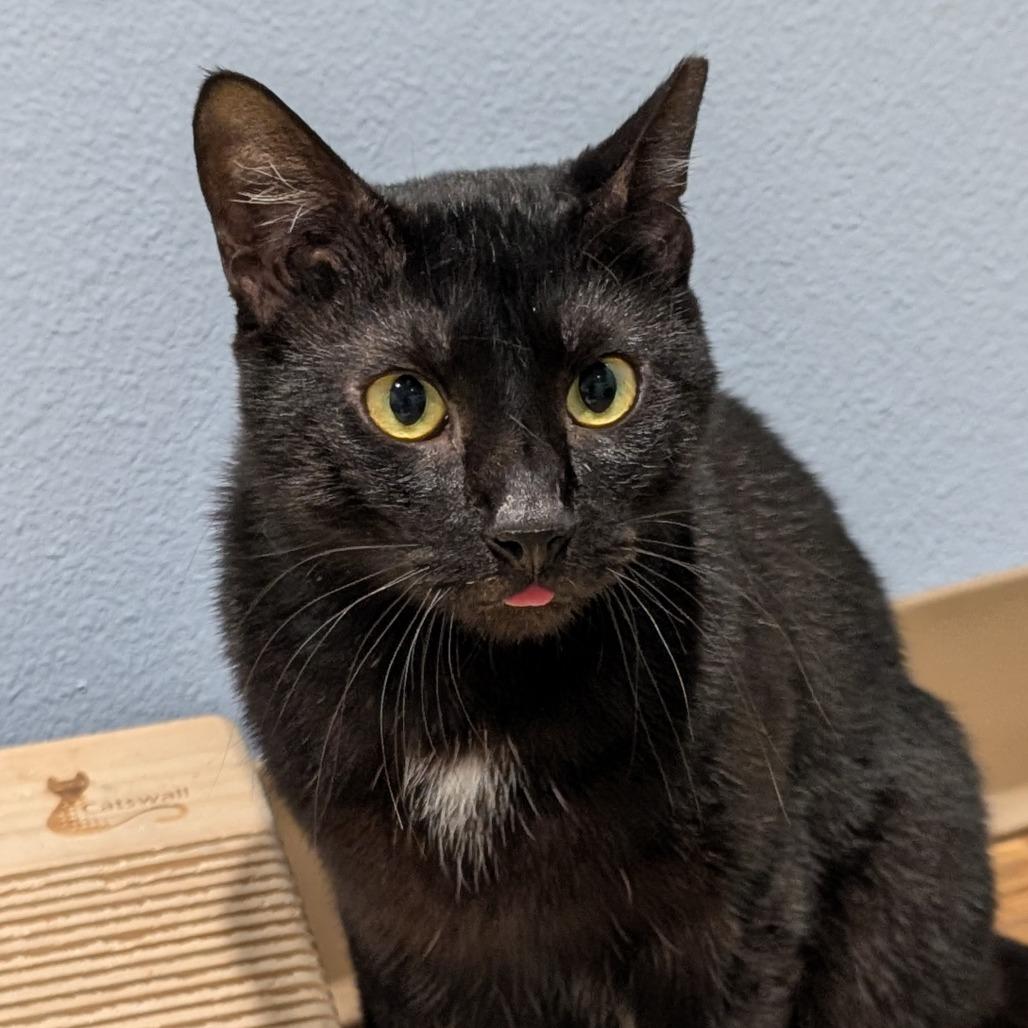 Enlarge Tuesday, a Adoptable Domestic Short Hair in Sarasota, FL image 4/5