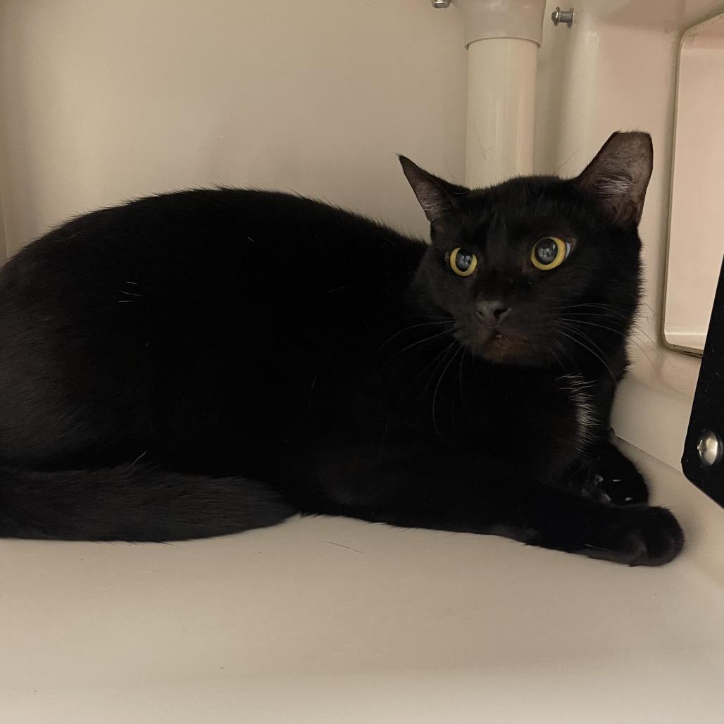 Enlarge Tuesday, a Adoptable Domestic Short Hair in Sarasota, FL image 5/5