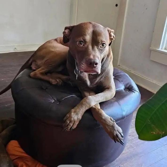 Isadora, Adoptable, Senior Female Vizsla & Mixed Breed.