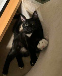 Enlarge Sami, a ADOPTABLE Domestic Short Hair in Wasilla, AK image 1/1