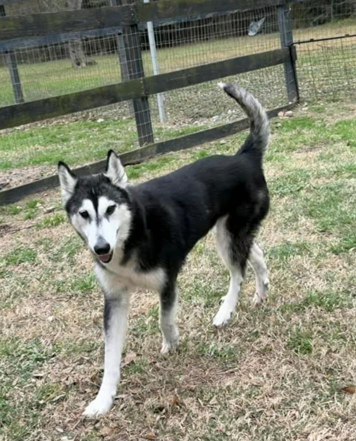 Sienna, adopted, Adult Female Alaskan Malamute & Mixed Breed.