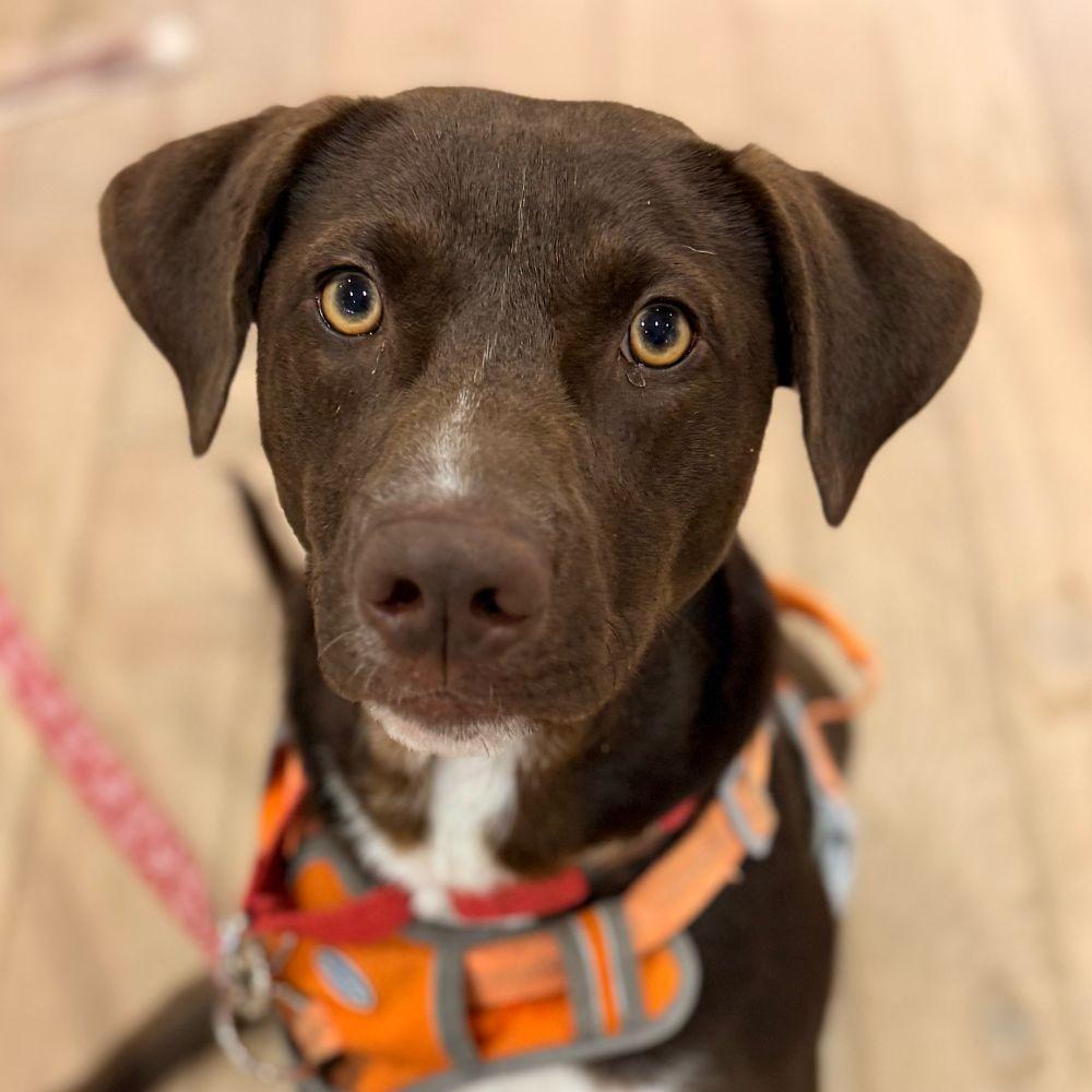 Willy Wonka, a Adoptable mixed breed in Bloomfield, CT image 1/3