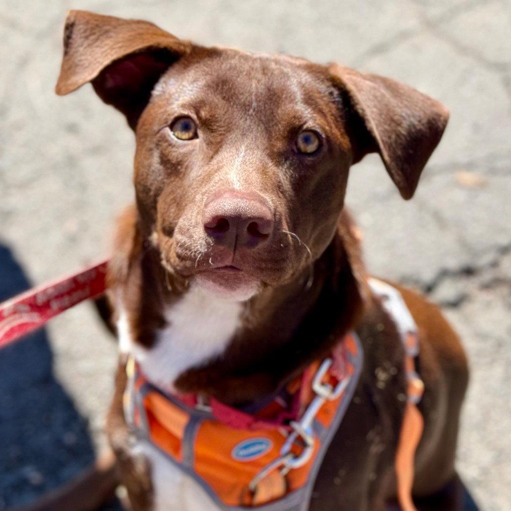 Willy Wonka, Adoptable, Young Male Chocolate Labrador Retriever & Terrier.