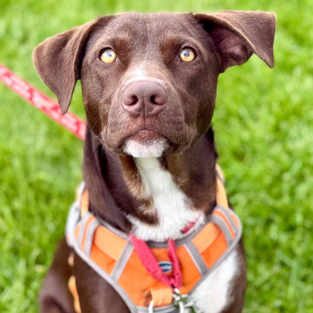 Willy Wonka, a Adoptable mixed breed in Bloomfield, CT image 2/3