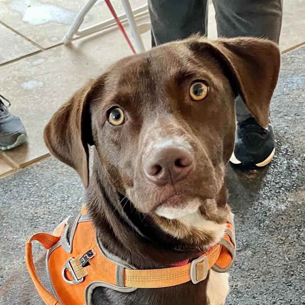 Willy Wonka, Adoptable, Young Male Chocolate Labrador Retriever & Terrier.