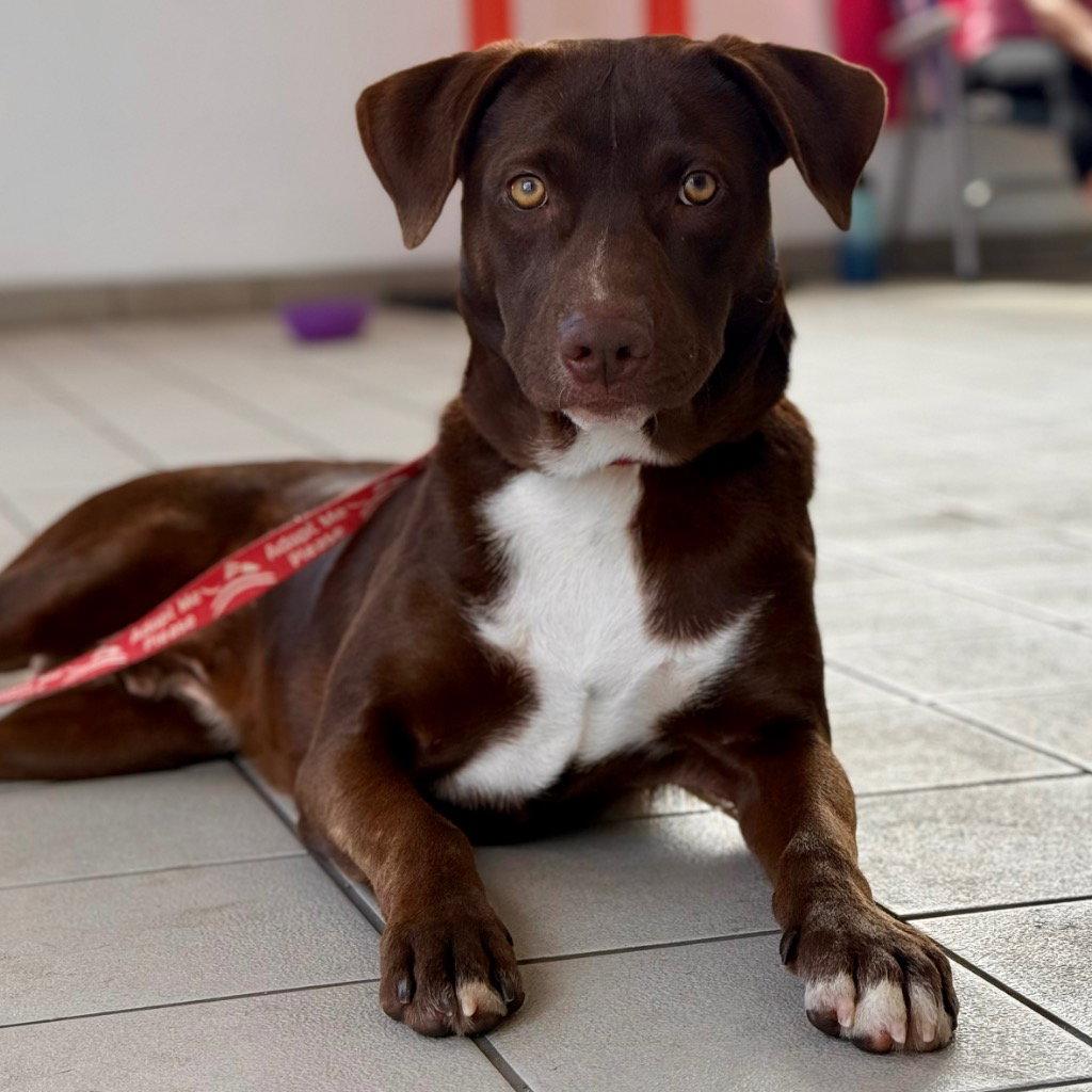 Enlarge Willy Wonka, a Adoptable mixed breed in Bloomfield, CT image 2/3