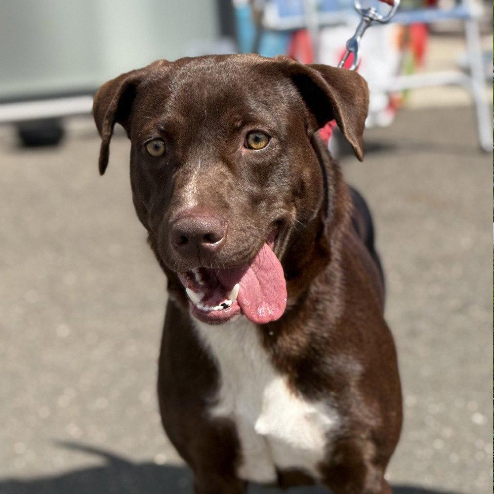 Enlarge Willy Wonka, a Adoptable mixed breed in Bloomfield, CT image 3/3