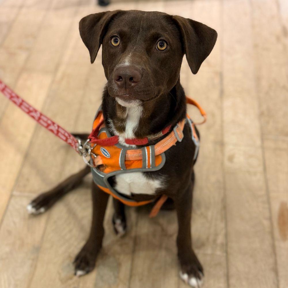 Willy Wonka, a Adoptable mixed breed in Bloomfield, CT image 3/3