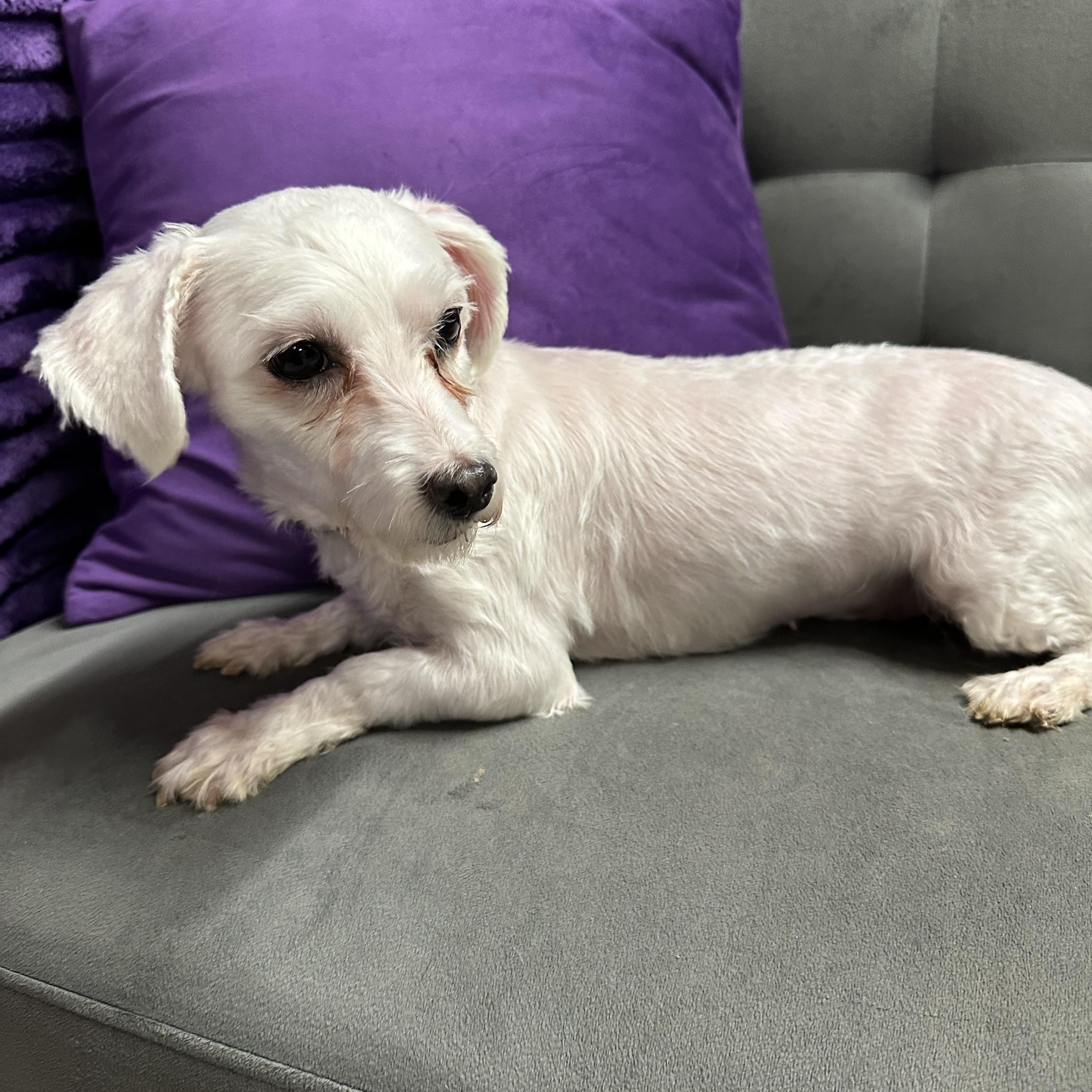 Avon -Foster Home Needed