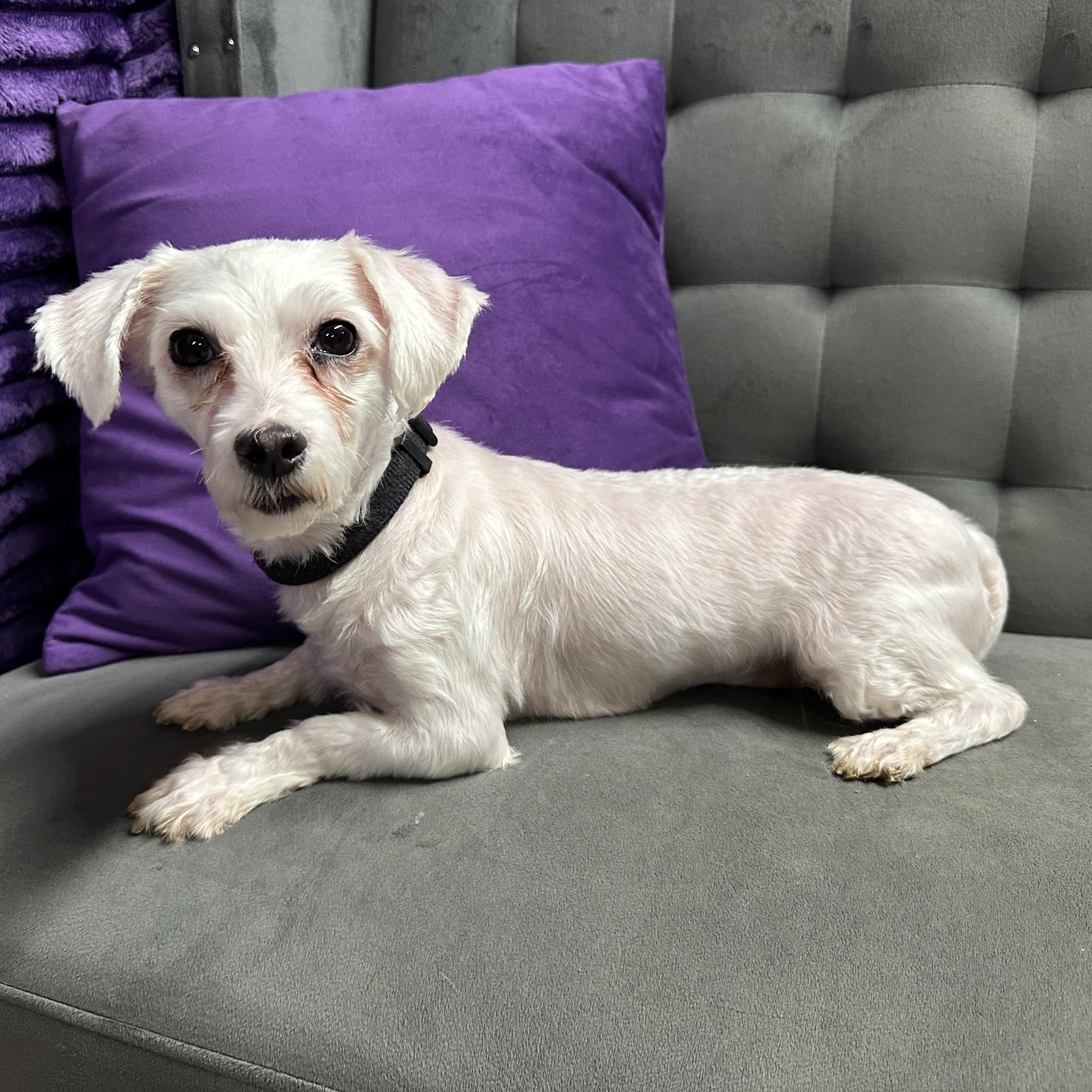 Enlarge Avon -Foster Home Needed, a Adoptable Maltese in Hartland, WI image 3/4