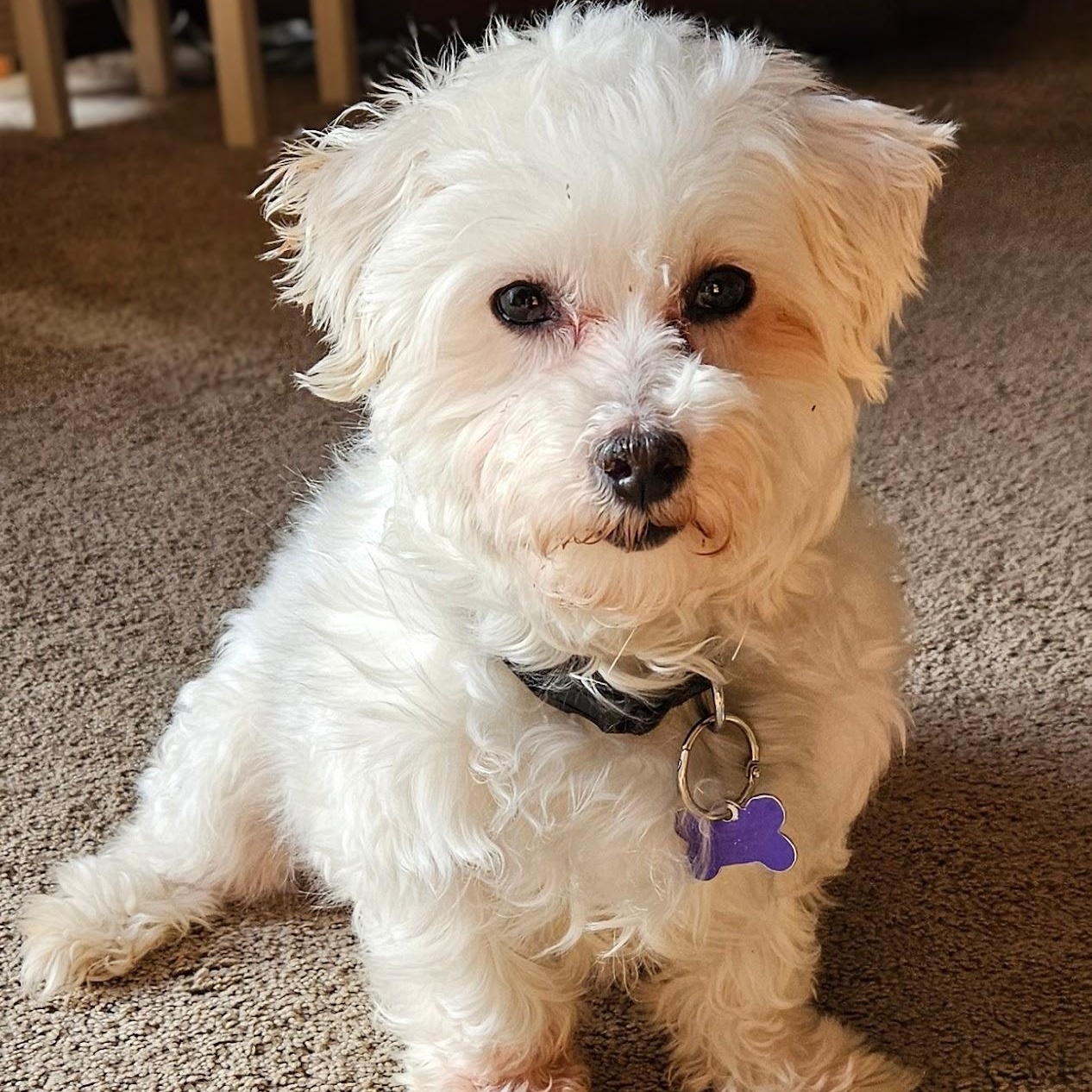 Avon - Home Visit in Process, Adoptable, Adult Female Maltese.