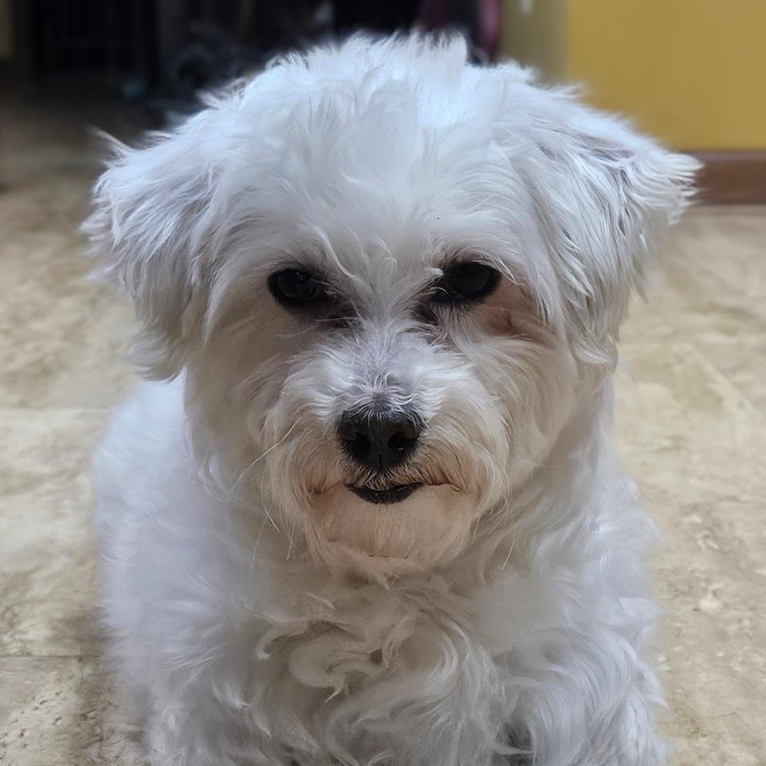 Enlarge Avon - Home Visit in Process, a Adoptable Maltese in Hartland, WI image 3/6