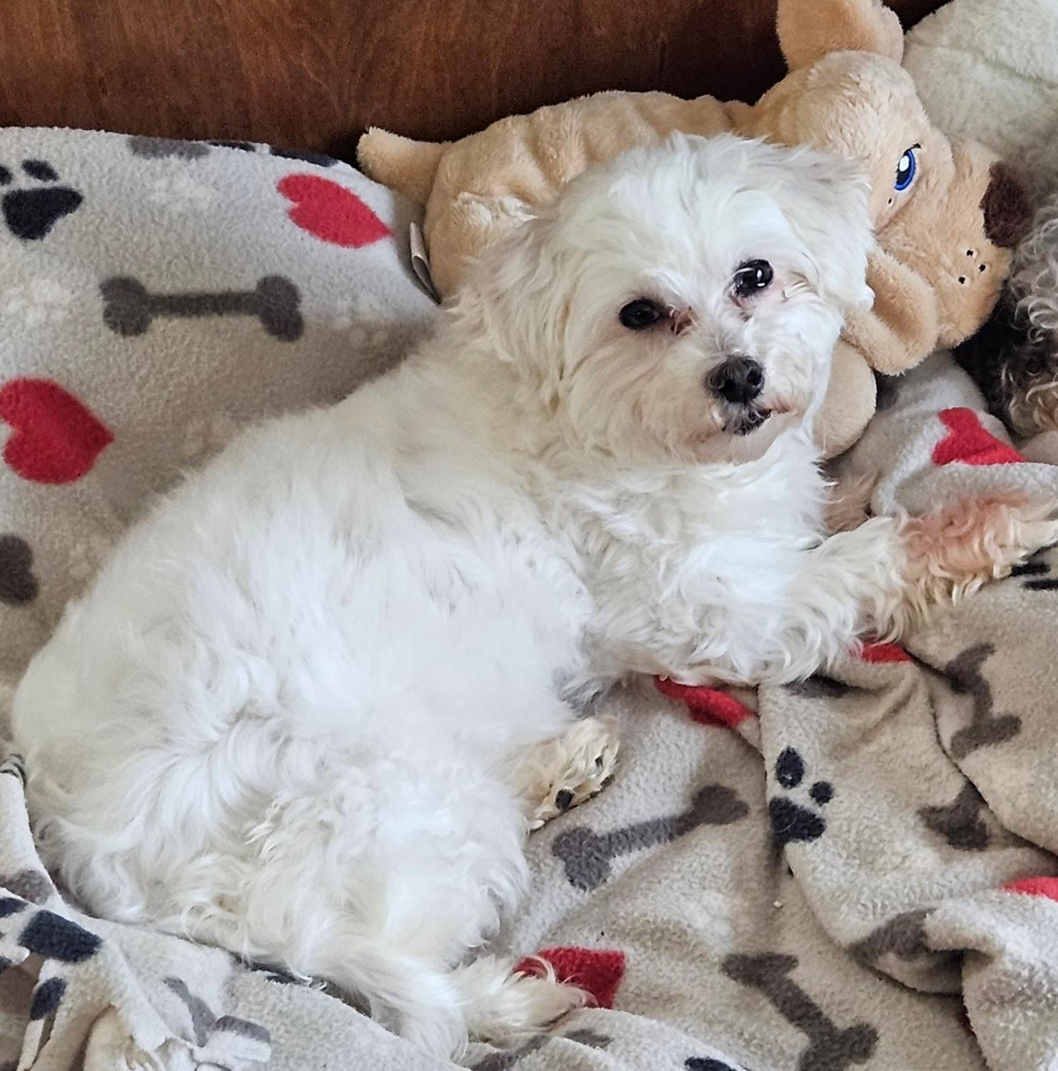 Enlarge Avon - Home Visit in Process, a Adoptable Maltese in Hartland, WI image 2/6