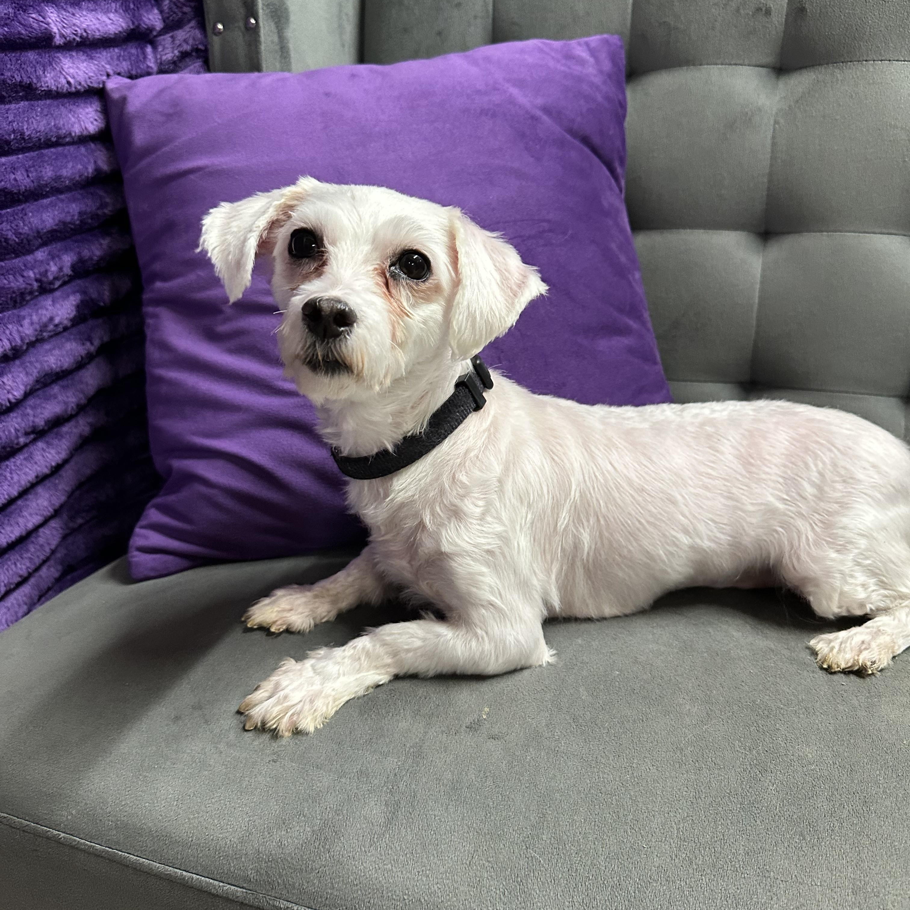 Enlarge Avon -Foster Home Needed, a Adoptable Maltese in Hartland, WI image 4/4