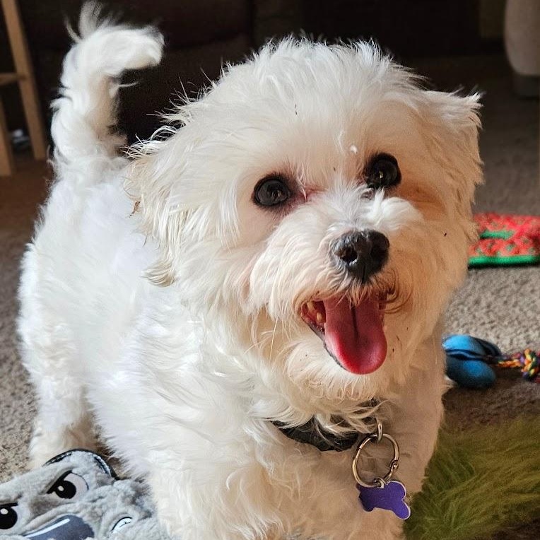 Enlarge Avon - Home Visit in Process, a Adoptable Maltese in Hartland, WI image 5/6