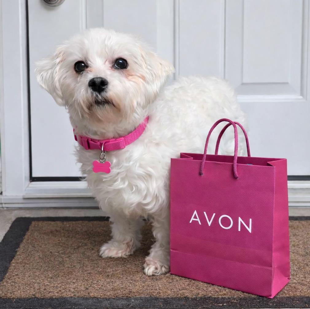 Enlarge Avon - Home Visit in Process, a Adoptable Maltese in Hartland, WI image 4/6