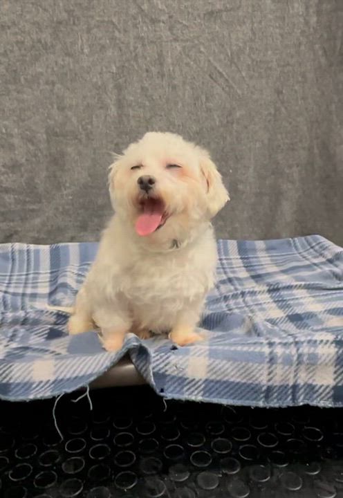 Enlarge Avon - Home Visit in Process, a Adoptable Maltese in Hartland, WI video 6/6