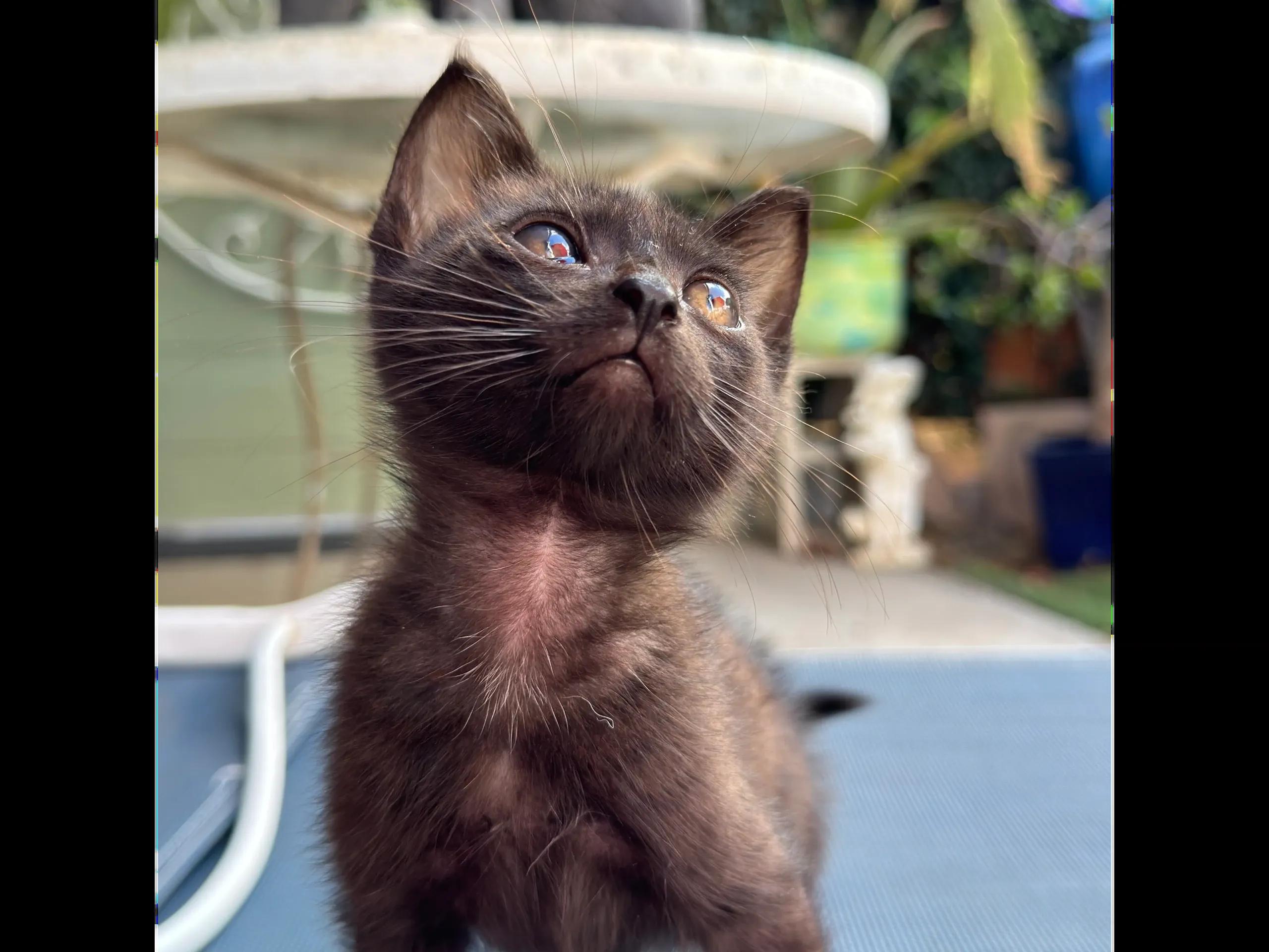 6-8 week old BLACK kittens, a ADOPTABLE Domestic Medium Hair in Santa Maria, CA image 3/3