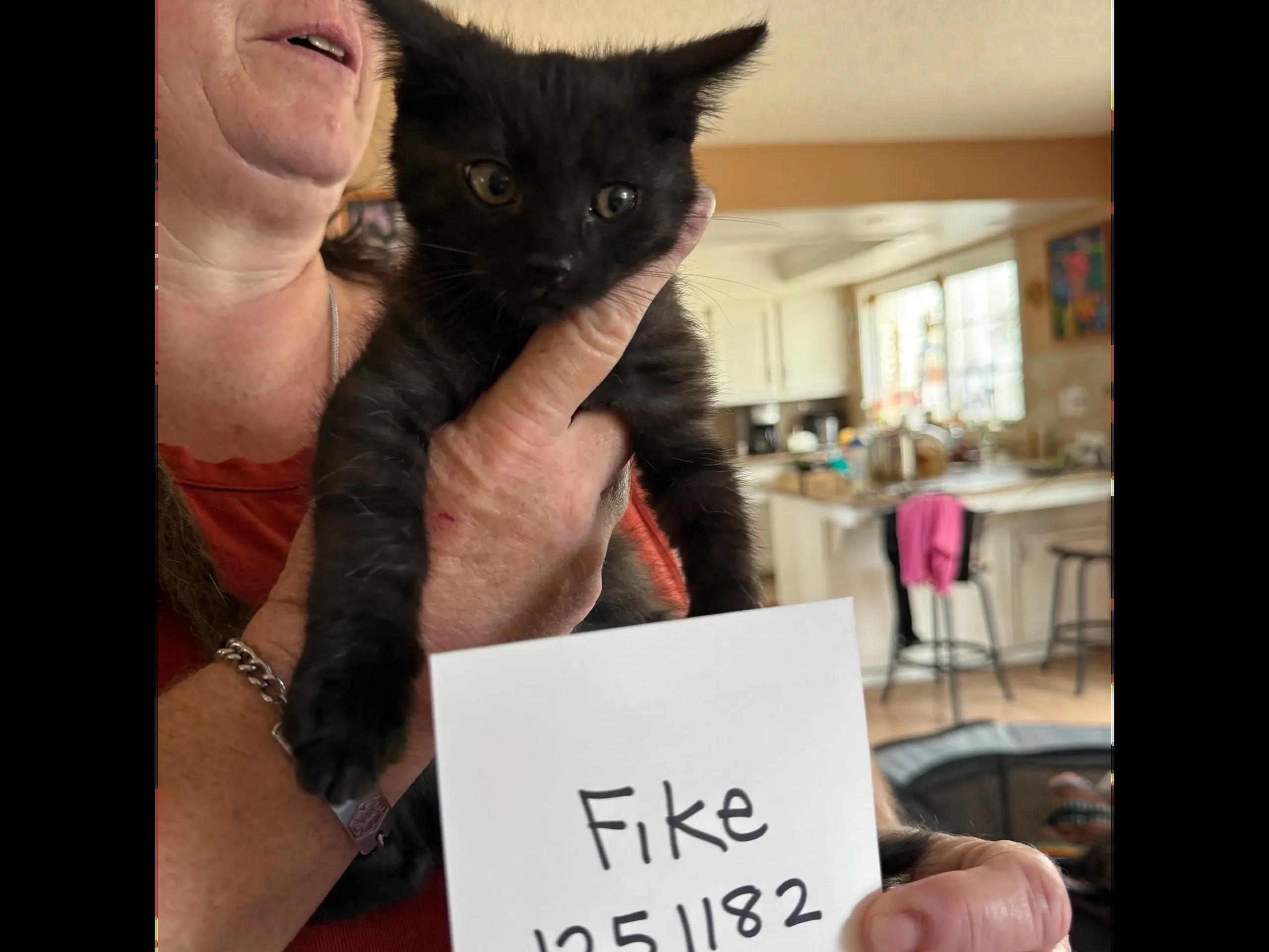6-8 week old BLACK kittens, a ADOPTABLE Domestic Medium Hair in Santa Maria, CA image 2/3