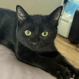 Brownie, ADOPTABLE, Kitten Male Domestic Medium Hair.
