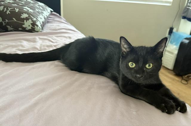 Brownie, a ADOPTABLE Domestic Medium Hair in Santa Maria, CA image 3/3