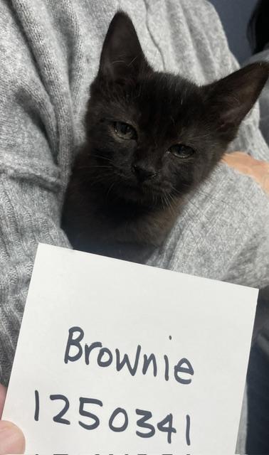 6-8 week old BLACK kittens, ADOPTABLE, Kitten Male Domestic Medium Hair.