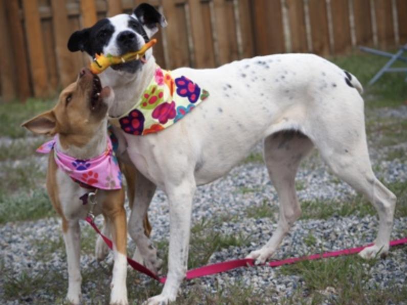 Enlarge Gracie, an adoptable mixed breed in Buena Vista, CO image 3/6