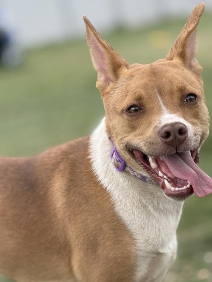 Enlarge Gracie, a ADOPTABLE mixed breed in Buena Vista, CO image 4/4