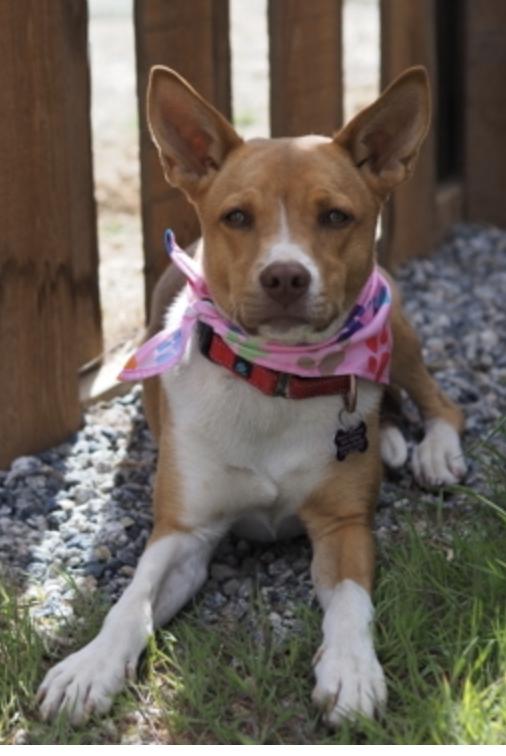 Gracie, adoptable, Young Female Cattle Dog.