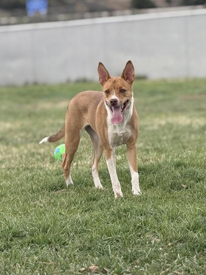 Gracie, ADOPTABLE, Young Female Cattle Dog.