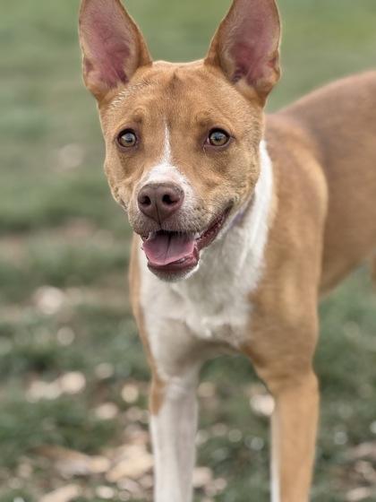 Enlarge Gracie, a ADOPTABLE mixed breed in Buena Vista, CO image 2/4