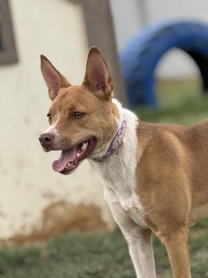 Enlarge Gracie, a ADOPTABLE mixed breed in Buena Vista, CO image 3/4