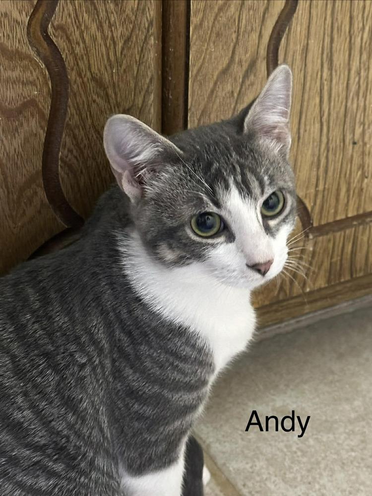 Enlarge Andy, a Adoptable mixed breed in Papillion, NE image 1/2