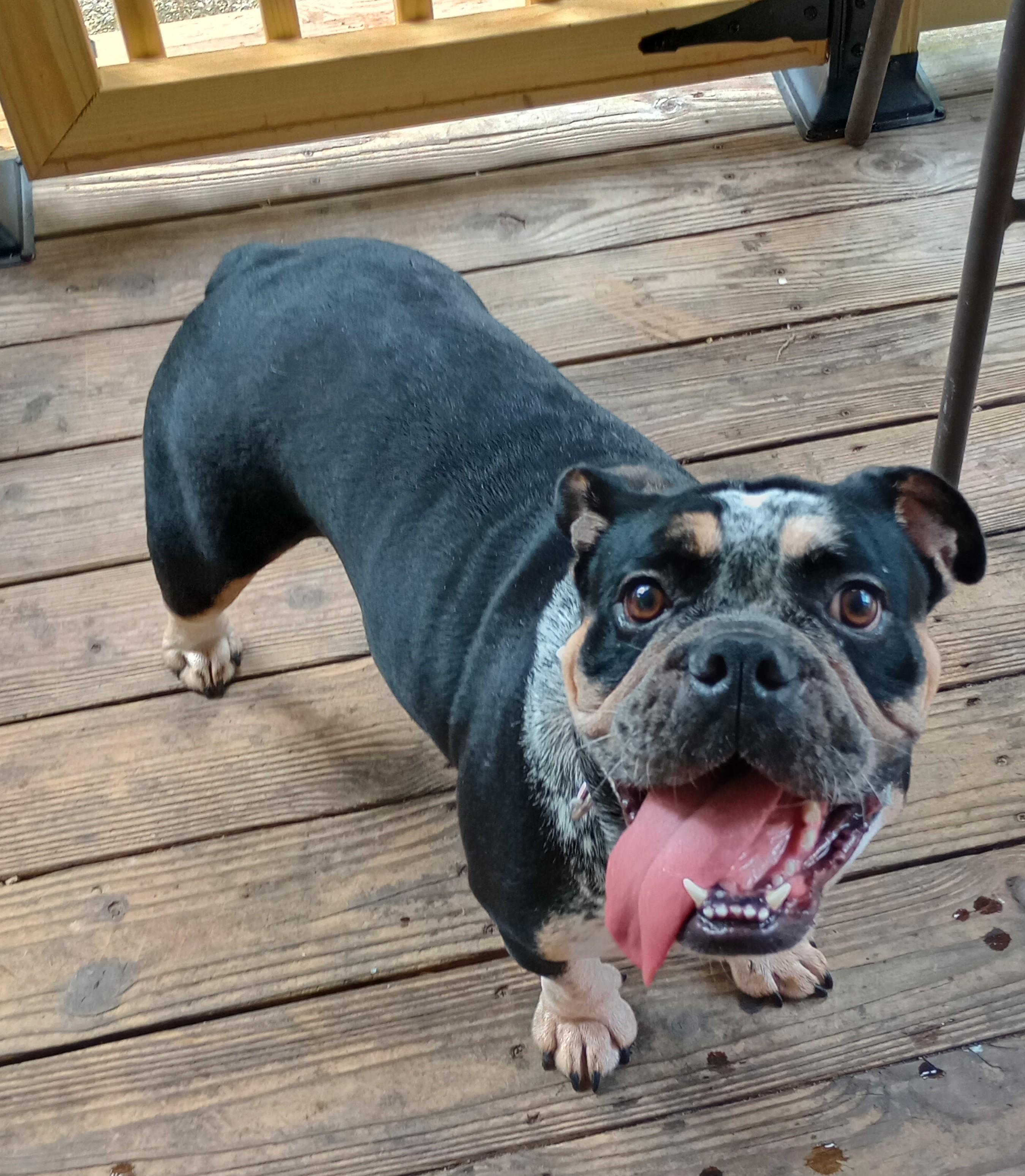 Fiona, ADOPTABLE, Adult Female English Bulldog.