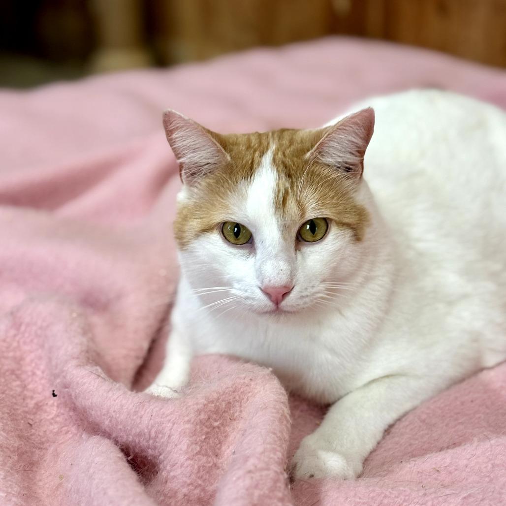 Bucky, Adoptable, Adult Male Domestic Short Hair.