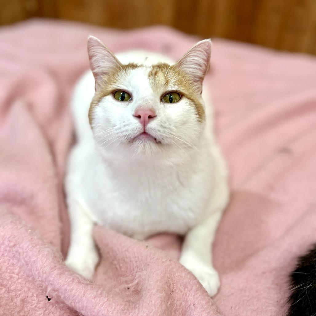 Enlarge Bucky, a Adoptable Domestic Short Hair in Tylertown, MS image 2/3