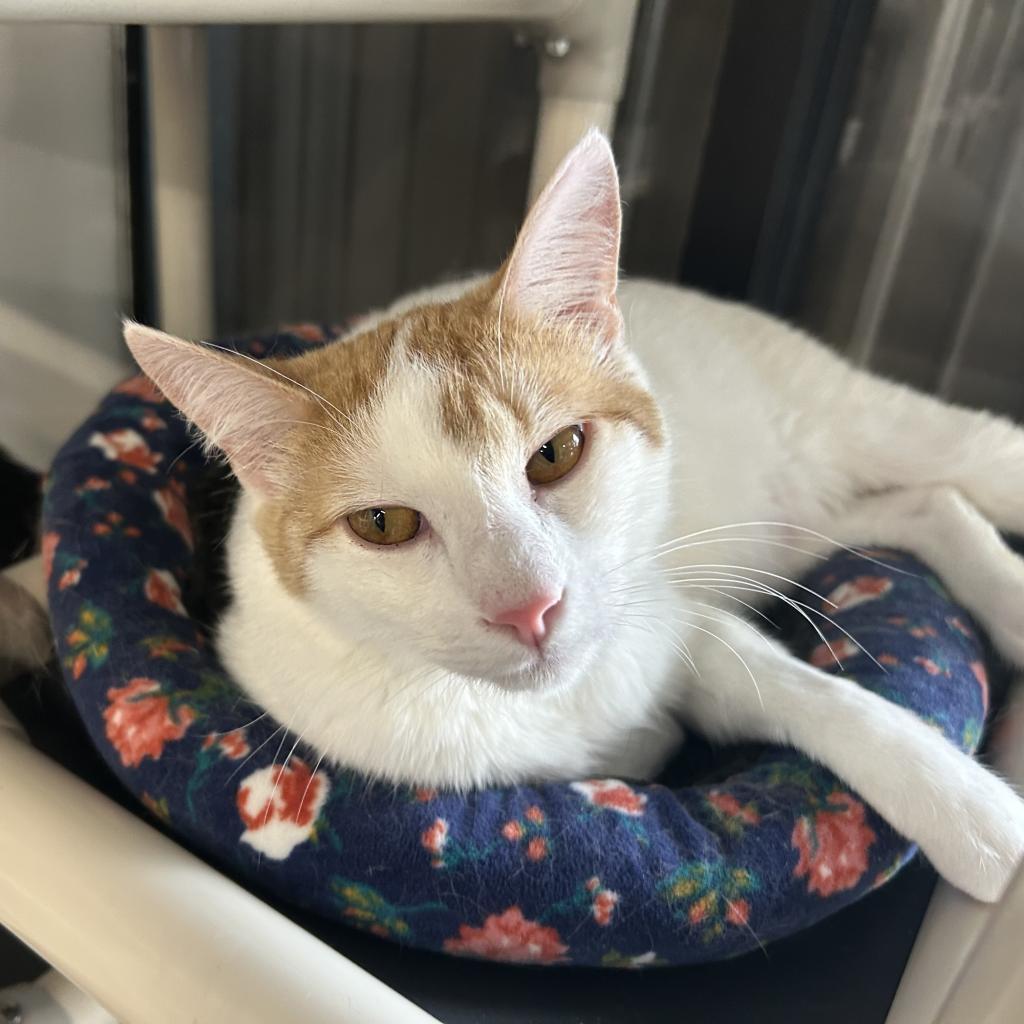 Bucky, Adoptable, Adult Male Domestic Short Hair.