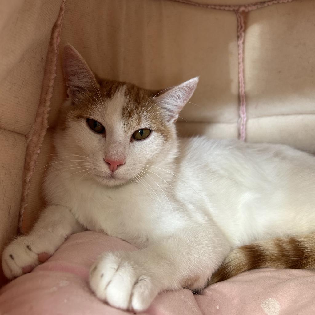 Bucky, a Adoptable Domestic Short Hair in Tylertown, MS image 3/3