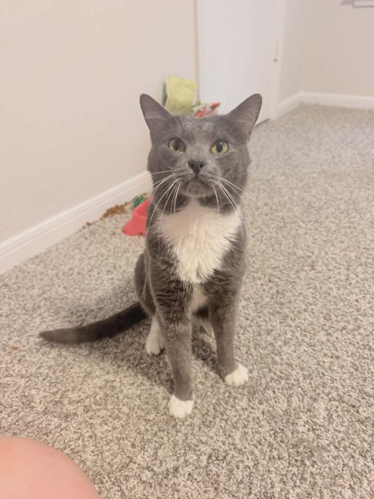 Remus Lupin, Adoptable, Young Male Domestic Short Hair.