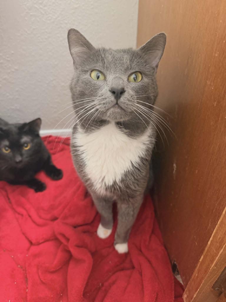 Enlarge Remus Lupin, a Adoptable mixed breed in Hoover , AL image 2/3
