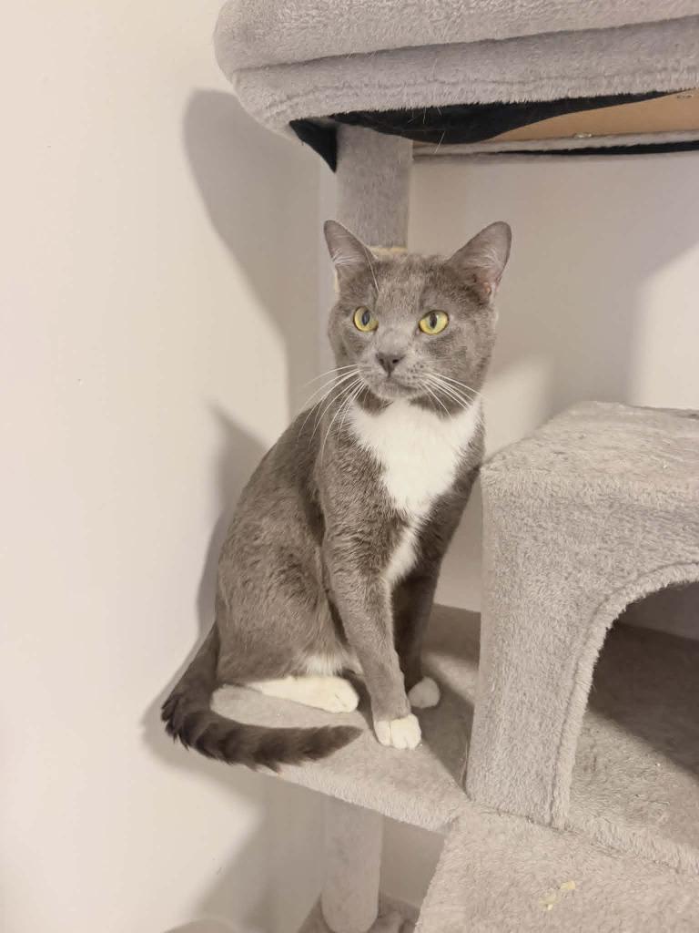 Enlarge Remus Lupin, a Adoptable mixed breed in Hoover , AL image 3/3