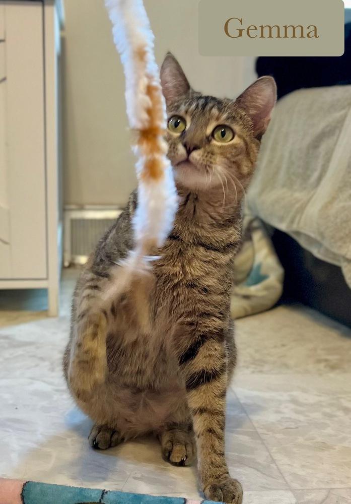 Gemma, Adoptable, Young Female Domestic Short Hair.