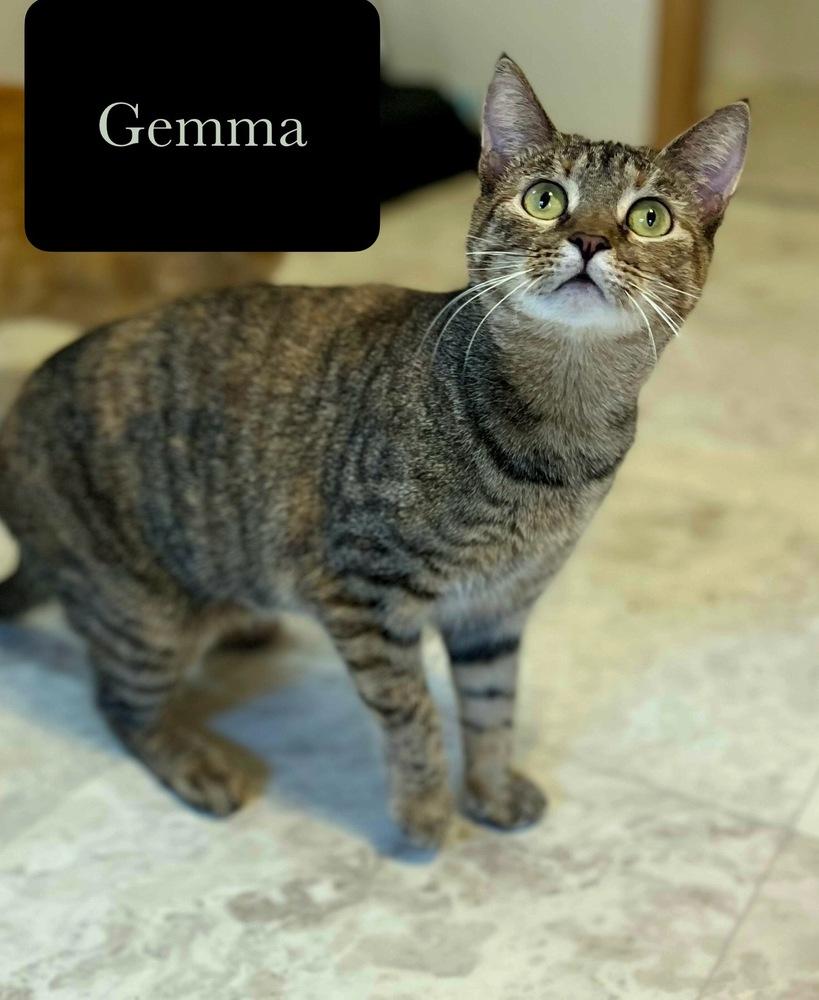Enlarge Gemma, a Adoptable Domestic Short Hair in Chalfont, PA image 2/6