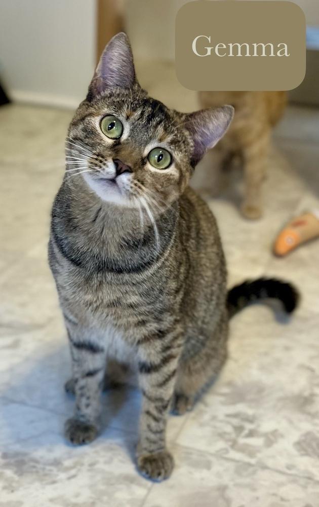 Enlarge Gemma, a Adoptable Domestic Short Hair in Chalfont, PA image 3/6