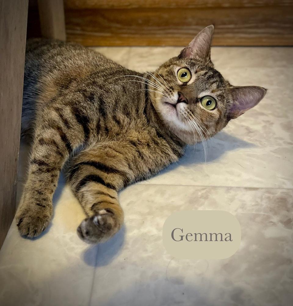 Enlarge Gemma, a Adoptable Domestic Short Hair in Chalfont, PA image 4/6