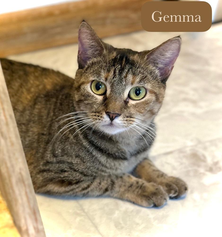 Enlarge Gemma, a Adoptable Domestic Short Hair in Chalfont, PA image 5/6