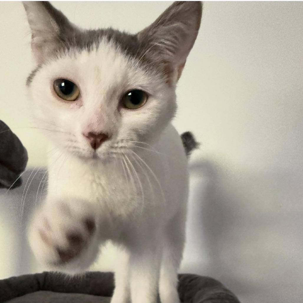 Enzo, a Adoptable Domestic Short Hair in Westport, CT image 1/6