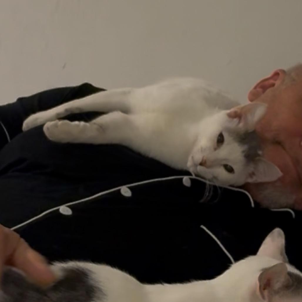 Enzo, a Adoptable Domestic Short Hair in Westport, CT image 2/6