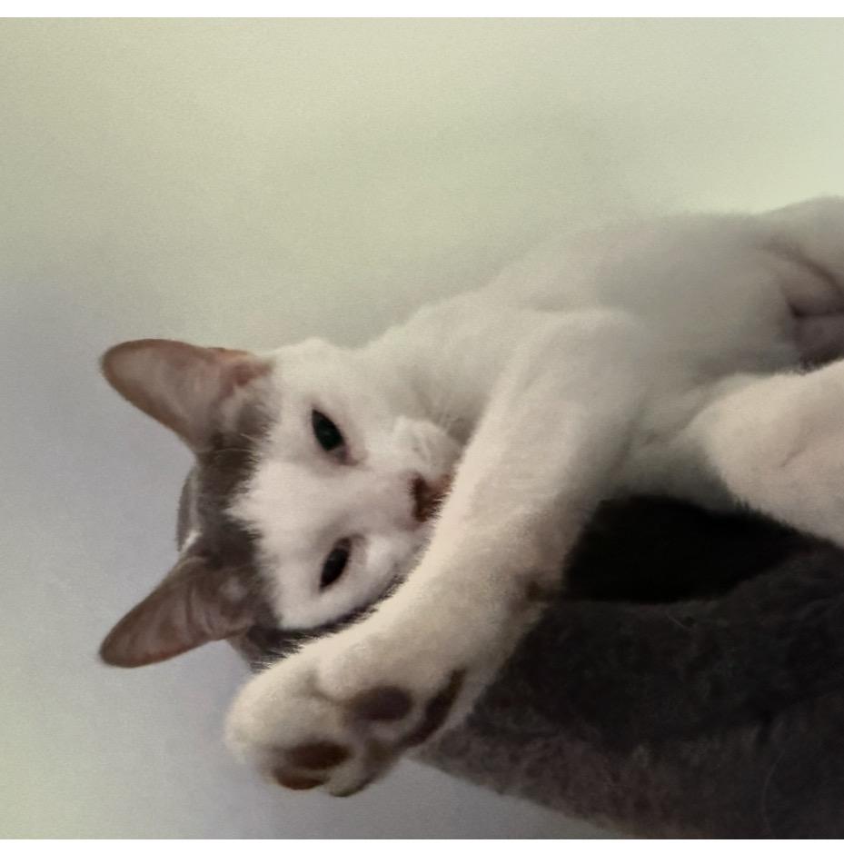 Enzo, a Adoptable Domestic Short Hair in Westport, CT image 3/6