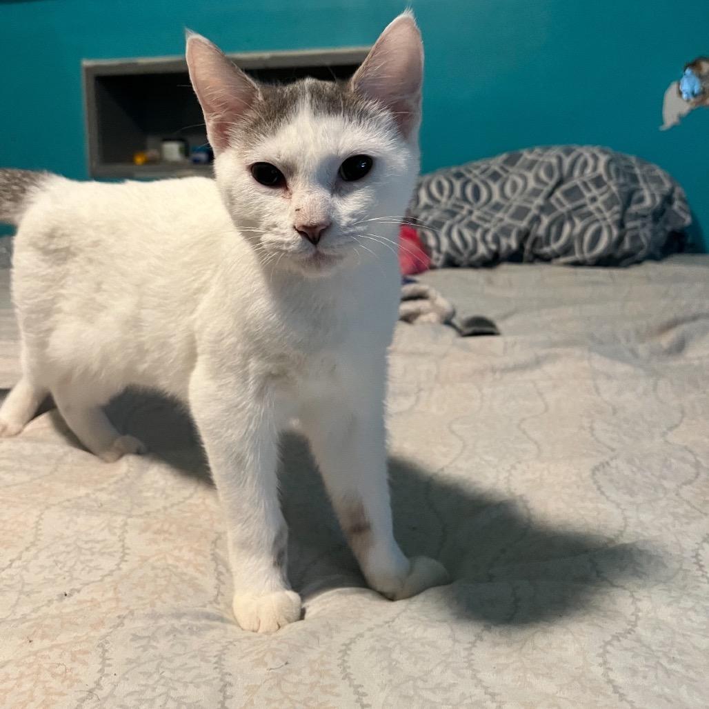 Enzo, a Adoptable Domestic Short Hair in Westport, CT image 4/6